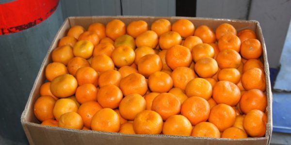 Сезон открыт: в Россию из Абхазии завезли более 100 тонн мандаринов