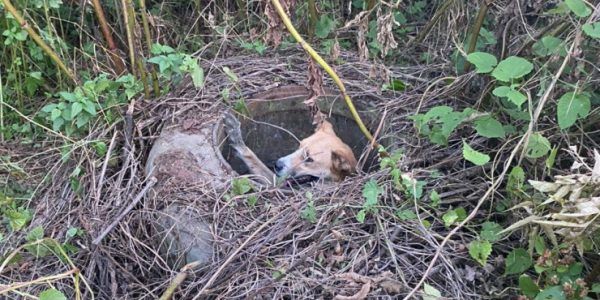 В Северском районе спасатели вытащили из канализационного колодца собаку