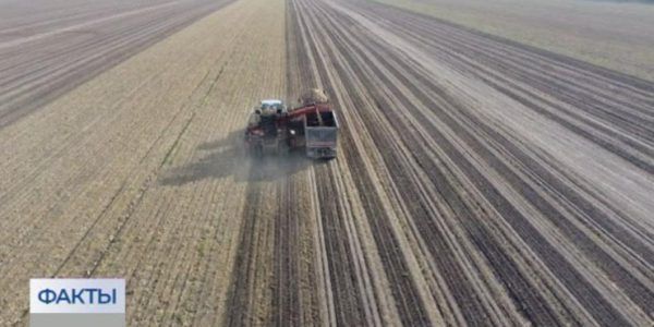 Аграрии Кореновского района собрали больше половины урожая сахарной свеклы