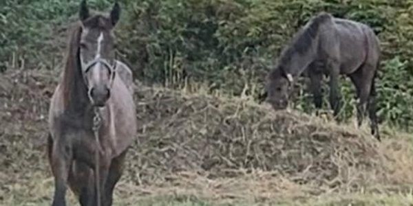 «Бросили на выживание»: туристы рассказали о жестоком обращении с лошадьми в Туапсинском районе