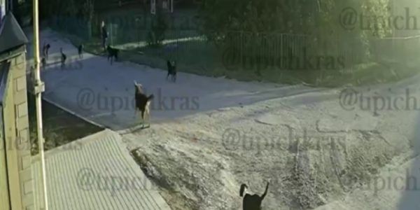 В Краснодаре бродячие собаки напали на школьника
