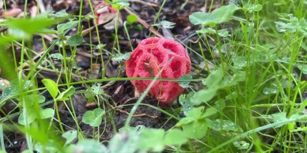Смертельно красив: в сочинском парке «Ривьера» вырос экзотический ядовитый гриб
