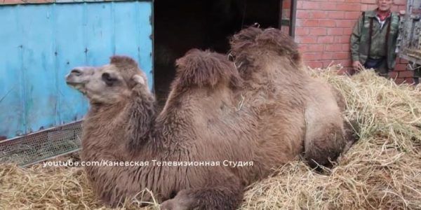 В зоопарк станицы Каневской прибыли два верблюда