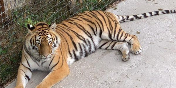В Крыму суд отменил приговор директору парка, в котором тигр откусил ребенку палец