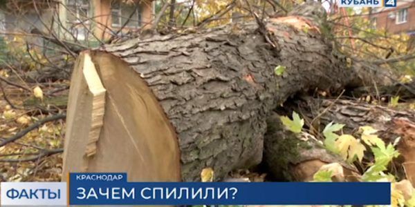 В Краснодаре экоактивисты пожаловались на вырубку деревьев