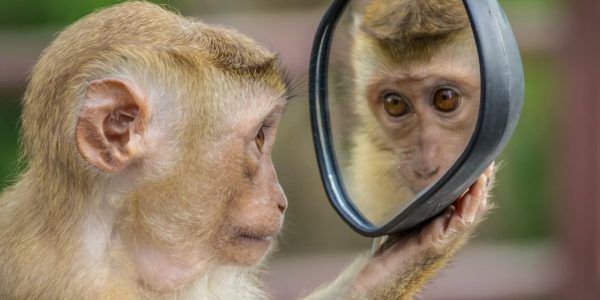 В Сочи впервые в России обезьянам вживили 3D-импланты