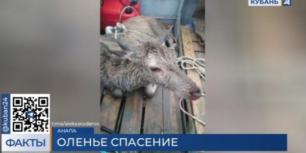 В Новороссийске из моря достали обессиленного оленя, отплывшего на километр от берега