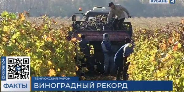 В Краснодарском крае историческим рекордом завершилась уборка винограда