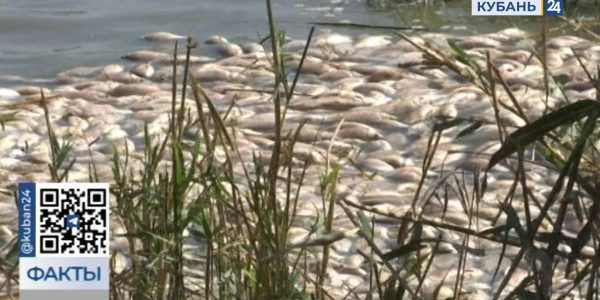 Росрыболовство: в Каневском районе к гибели рыбы в реке Албаши причастен консервный завод
