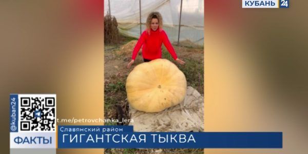 В Славянском районе фермеры вырастили тыкву-гиганта весом более 200 кг