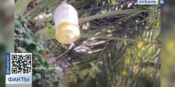 В Сочи пальмам поставили капельницы, чтобы спасти растения от вредителей
