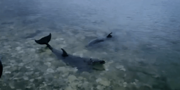 В Крыму пытаются спасти 4 погибающих в море дельфинов, которых выбросил хозяин дельфинария