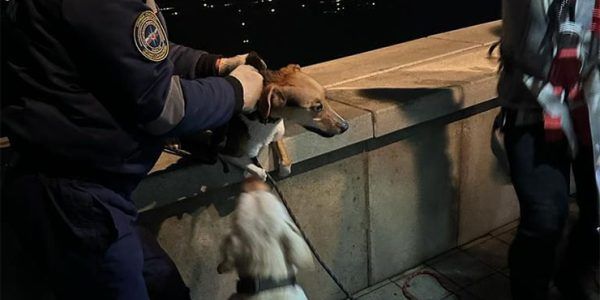 В Новороссийске спасатели достали собаку из ливневого коллектора