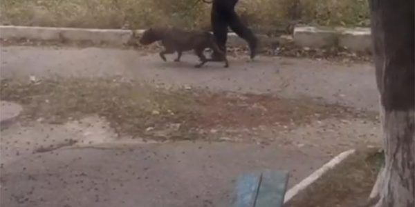 На Кубани бойцовская собака во дворе жилого дома напала на человека и загрызла дворнягу
