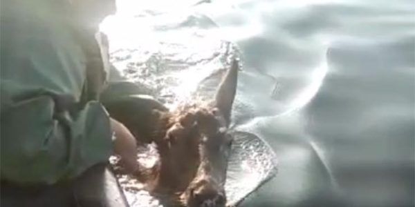 В Анапе спасли самку оленя, загнанную собакой в море