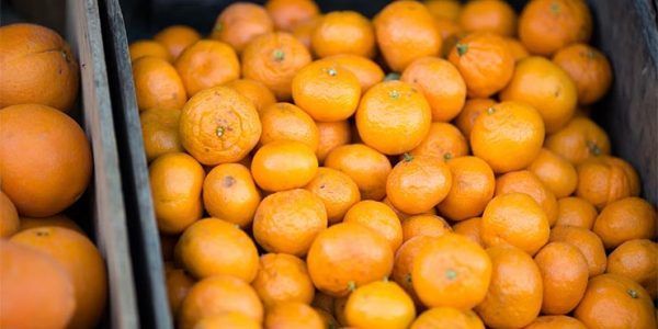В Россию из Абхазии ввезли первые 1,5 тыс. тонн мандаринов