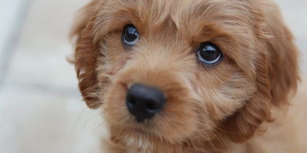 Мэр Краснодара заявил, что первый проект приюта для собак изначально был «нежизнеспособен»