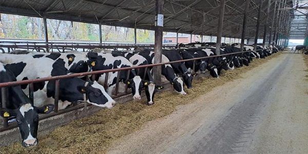 В Тимашевском районе агрофирма по нацпроекту увеличила производство молока на 11%