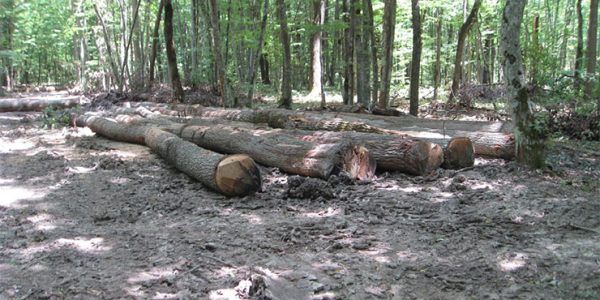 В Туапсинском районе с начала года незаконно вырубили деревья на 658 млн рублей