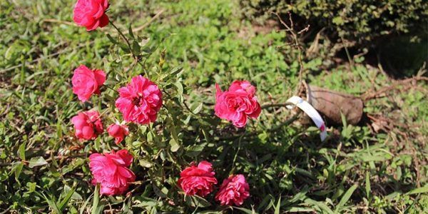 В Сочинском нацпарке высадят 151 новый сорт роз