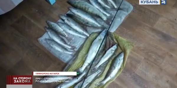 В Приморско-Ахтарске мужчина выловил 17 судаков на 110 тыс. рублей