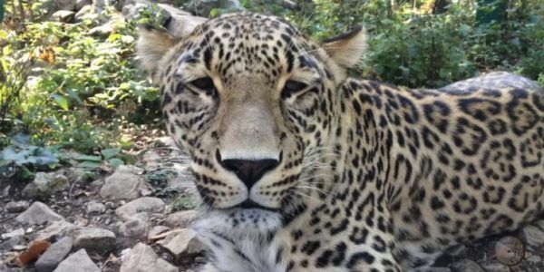Леопард Фишт из центра восстановления в Сочи переедет в зоологический парк