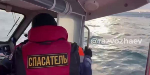В Севастополе обнаружили двух мертвых дельфинов
