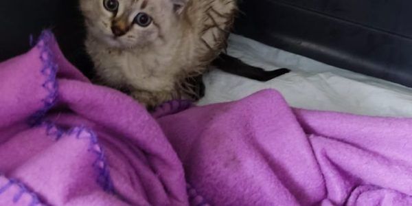 В Новороссийске спасатели достали котенка из закрытого колодца