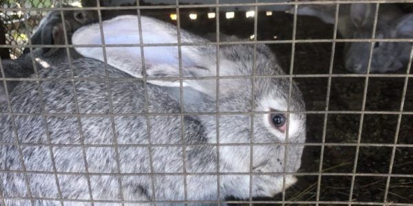 Не только ценный мех: в Динском районе мужчина украл с чужого двора 11 кроликов