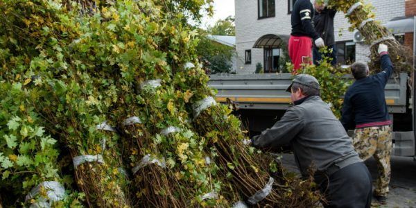 В рамках акции «Краснодар — 10 тысяч деревьев» жителям раздали около 8 тыс. саженцев