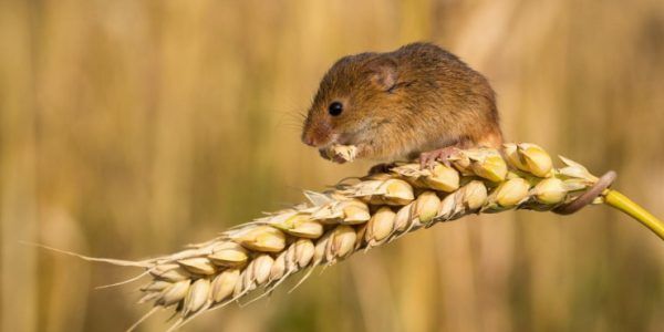 Травили мышей: в минприроды Краснодарского края объяснили причину мора зайцев и фазанов