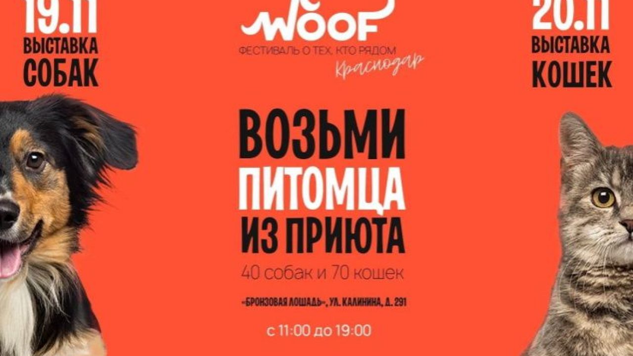 В Краснодаре 19 и 20 ноября пройдет благотворительный фестиваль WOOF - 18  ноября, 2022 Все новости, Общество «Кубань 24»