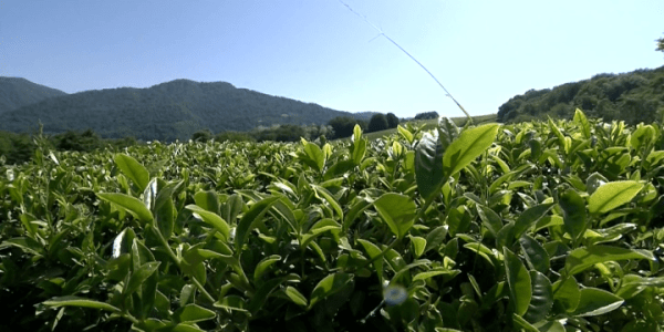 Суд удовлетворил иск Генпрокуратуры об истребовании 538 га чайных плантаций в Сочи