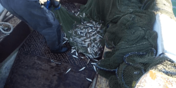 В Сочи рыбакам запретили вылавливать у берега маленькую барабулю