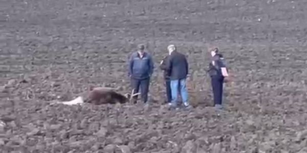 В Кропоткине возле трассы нашли мертвого лося