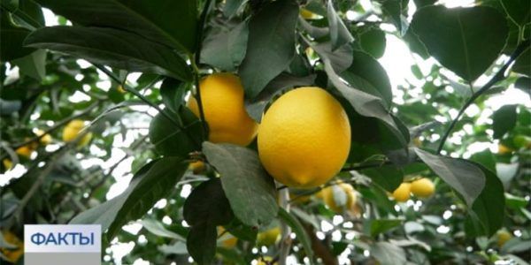 Житель Отрадненского района вырастил на своем участке более 200 лимонных деревьев