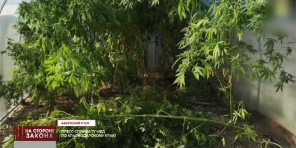 В Краснодарском крае мужчине грозит до 10 лет колонии за хранение 250 граммов марихуаны