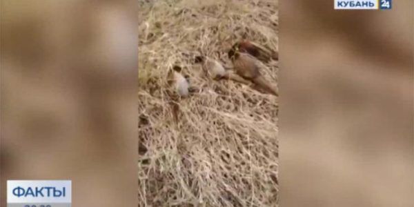Массовая гибель птиц на Кубани: исследования исключили вирусные и паразитарные заболевания