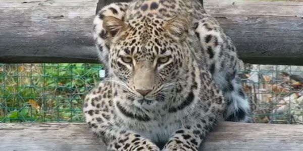 В сочинском центре восстановления леопарда рассказали, почему Аибгу не выпустили в дикую природу