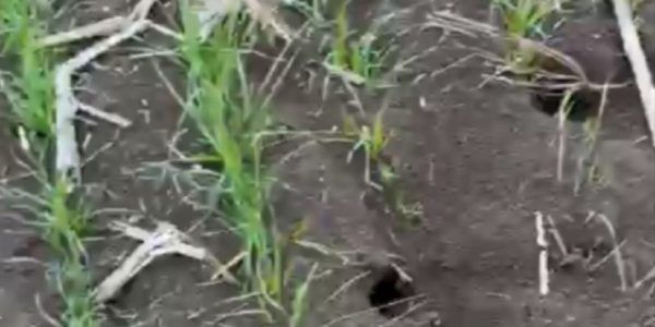 В Минприроды не подтвердили информацию о массовом падеже зайцев в Тимашевском районе