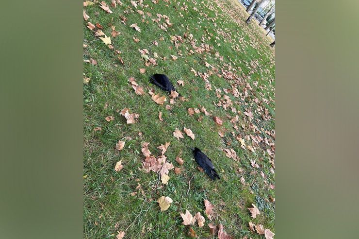 В Краснодаре на улице Красной заметили массовую гибель птиц