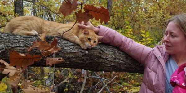 Под Новороссийском напуганный шакалами кот четыре дня просидел на дереве