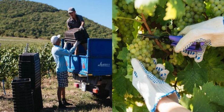В сентябре был собран рекордный урожай. Краснодарский виноград. Сбор винограда в Краснодарском крае. Большой урожай винограда. Краснодарский край урожай.