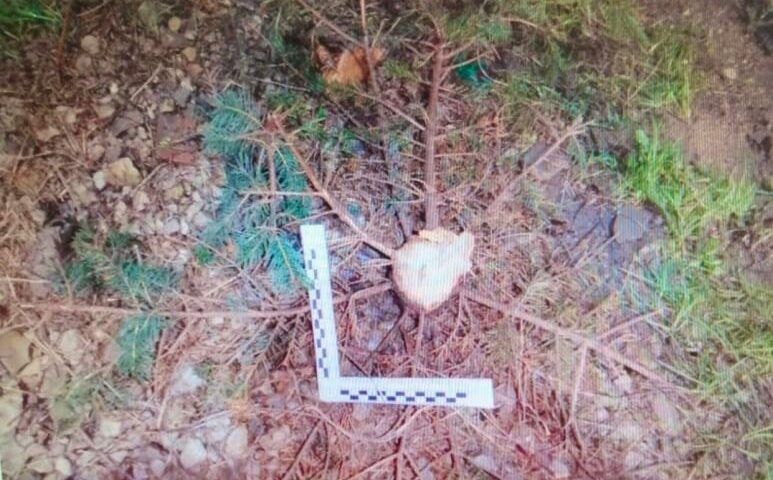 Спилил и выбросил: мужчина украл елку у односельчанина под Новороссийском