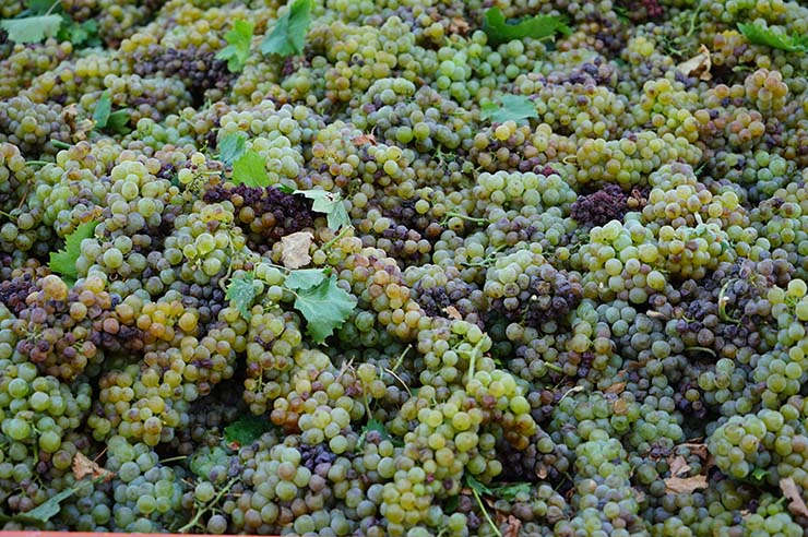 Житель Крымского района украл 1,5 тонны винограда с местной плантации