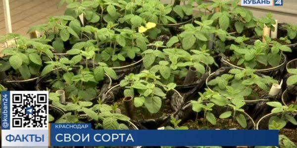 В Краснодарском крае селекционеры создали зимующий сорт льна