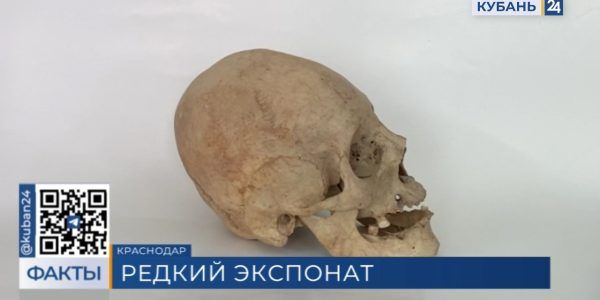 В Краснодарском музее Фелицына представят древний вытянутый череп кочевника