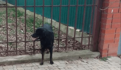 В Северском районе спасатели освободили собаку, застрявшую между прутьев забора