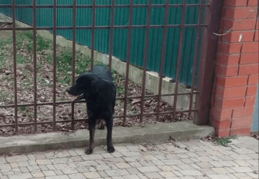 В Северском районе спасатели освободили собаку, застрявшую между прутьев забора