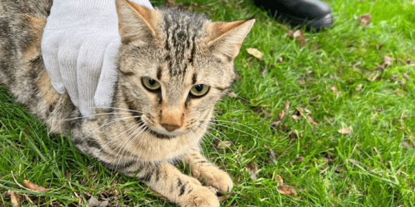 Суетливого кота в седьмой раз сняли с дерева спасатели в парке Новороссийска